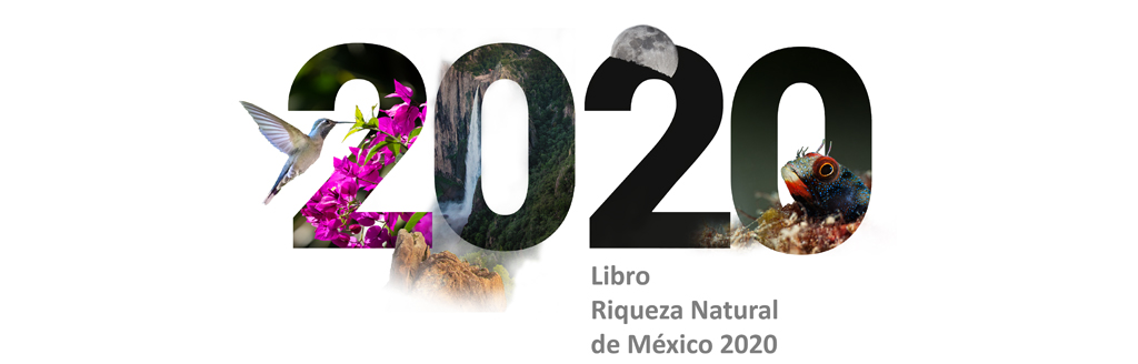 Libro 2020